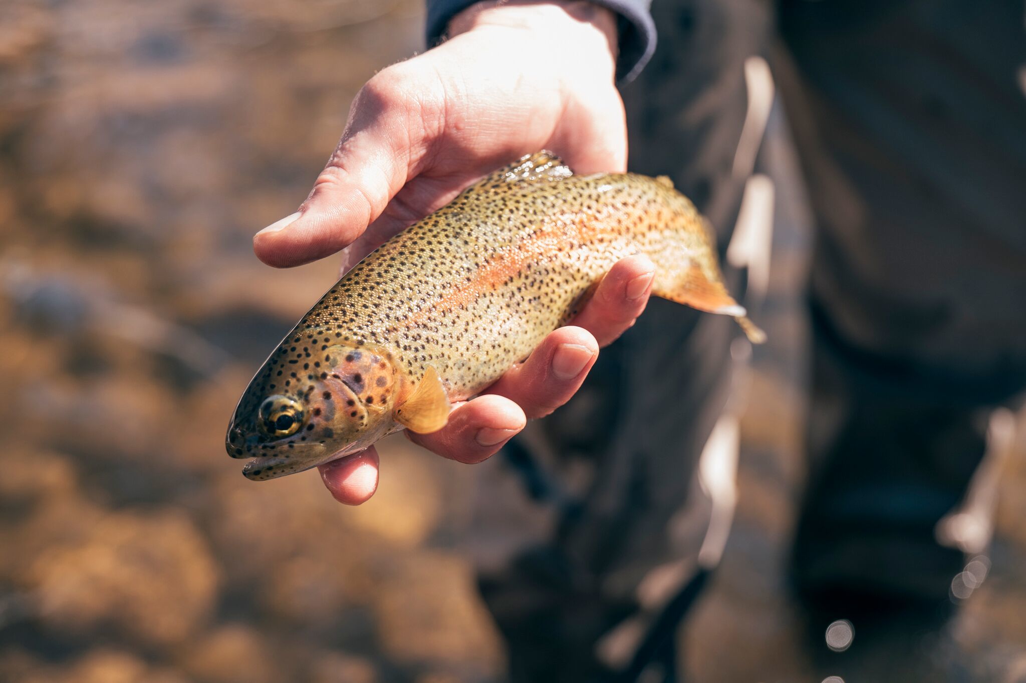 Spring Midge Fly Fishing on the Roaring Fork River - blog