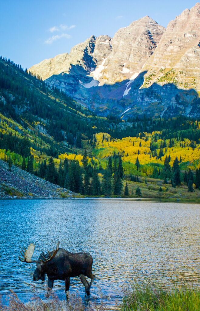 Moose.MaroonBells.RedMtnProductions.jpeg