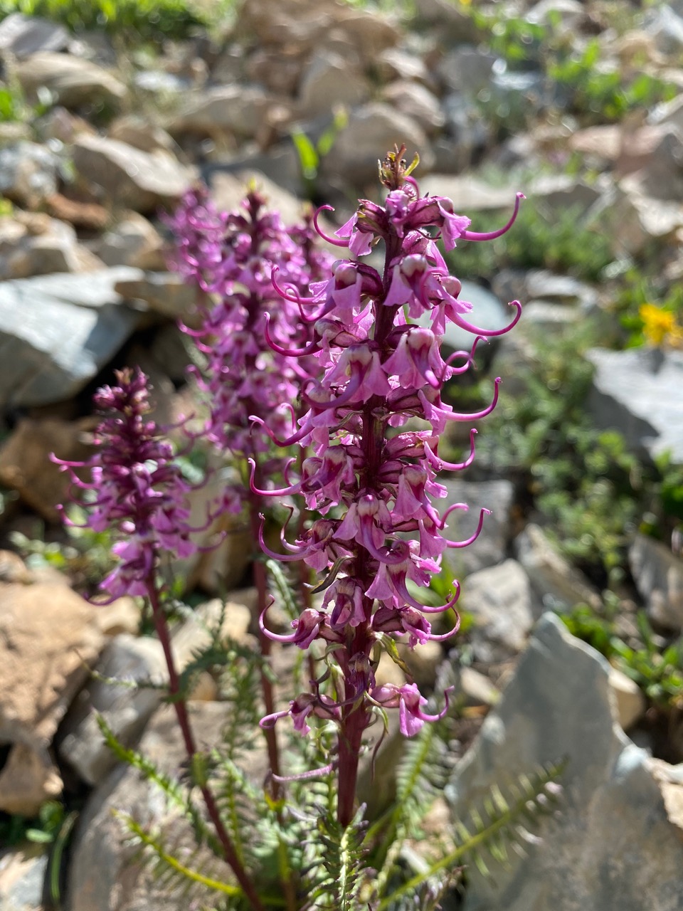 ACES Wild Perspectives | Edible and Medicinal Plants of the Roaring Fork Valley