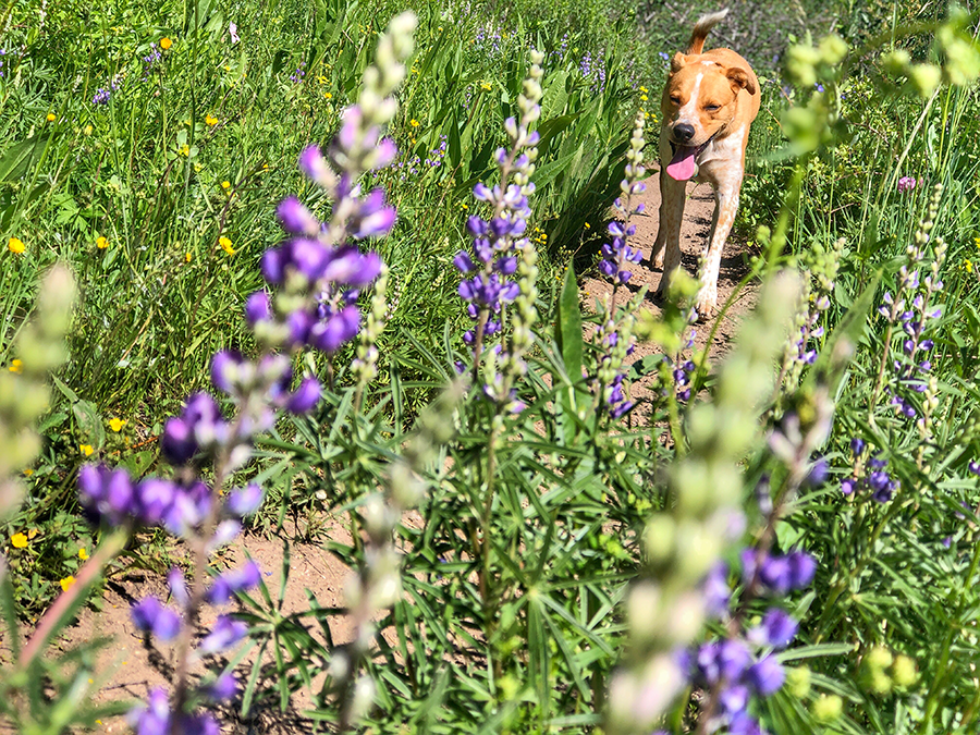 Aspen dogs