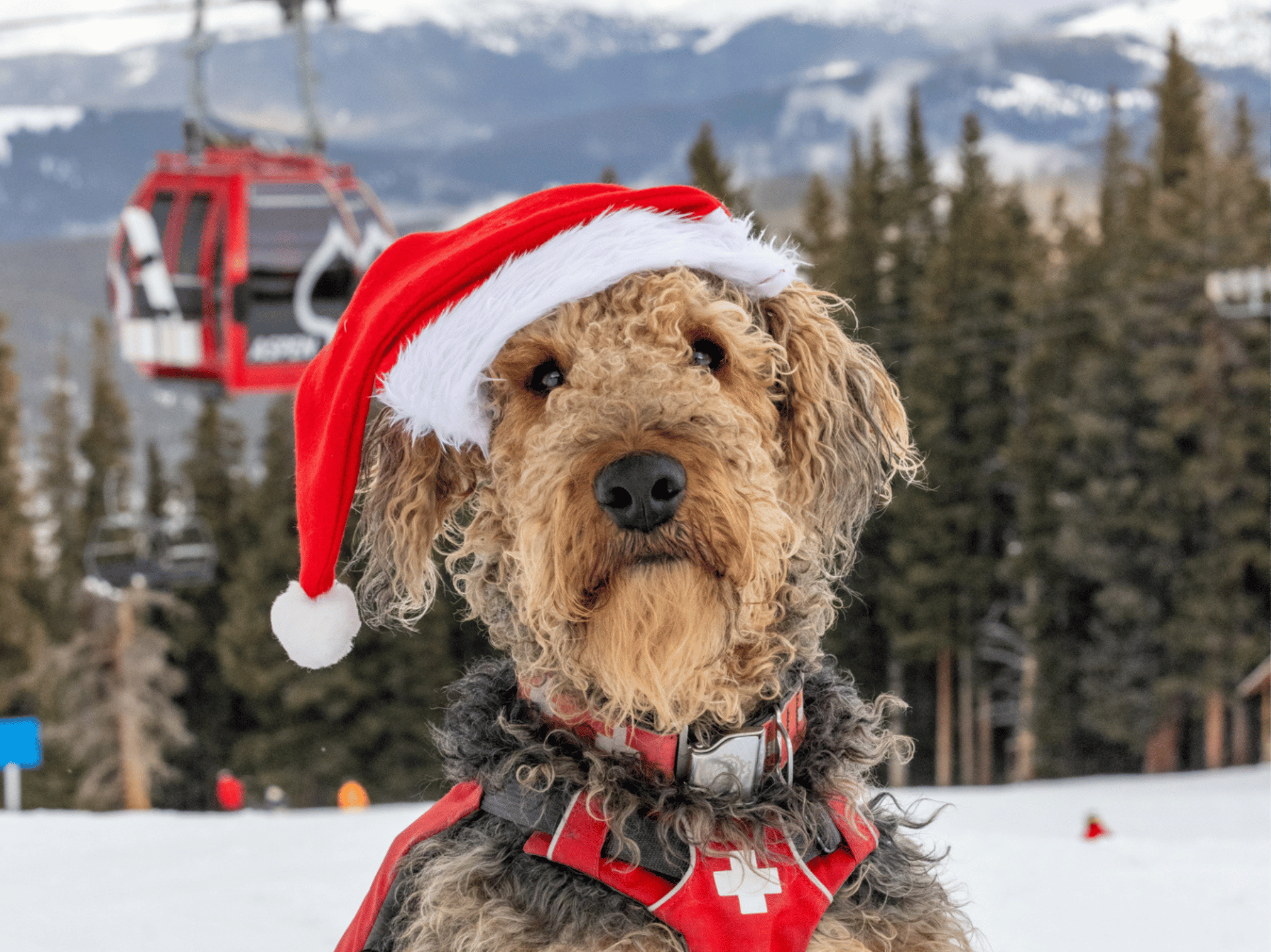 Dog with Santa Hat in Aspen