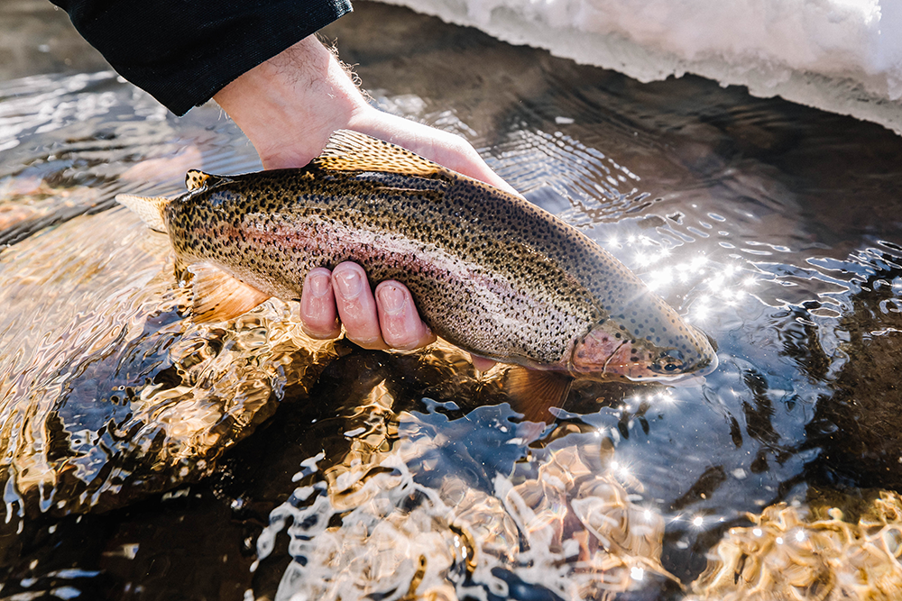 3 Great Reasons to Go Fly Fishing this Winter