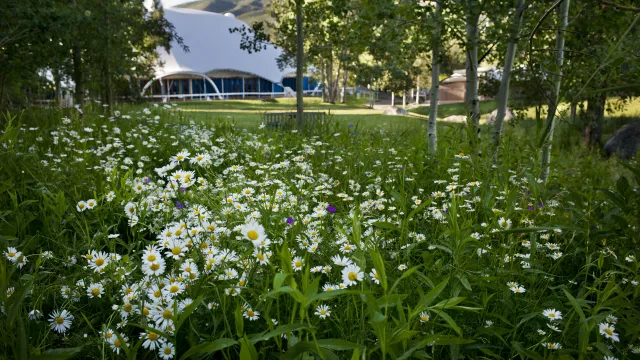 Aspen Music School Festival tent and flowered lawn