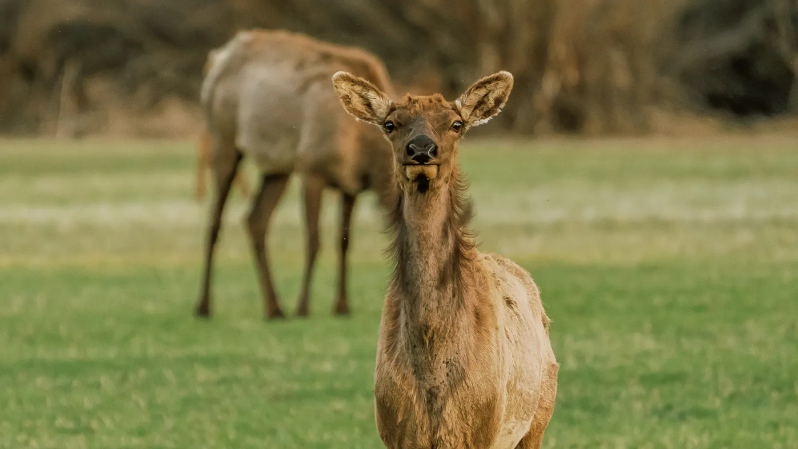 Wildlife in Aspen, Colorado