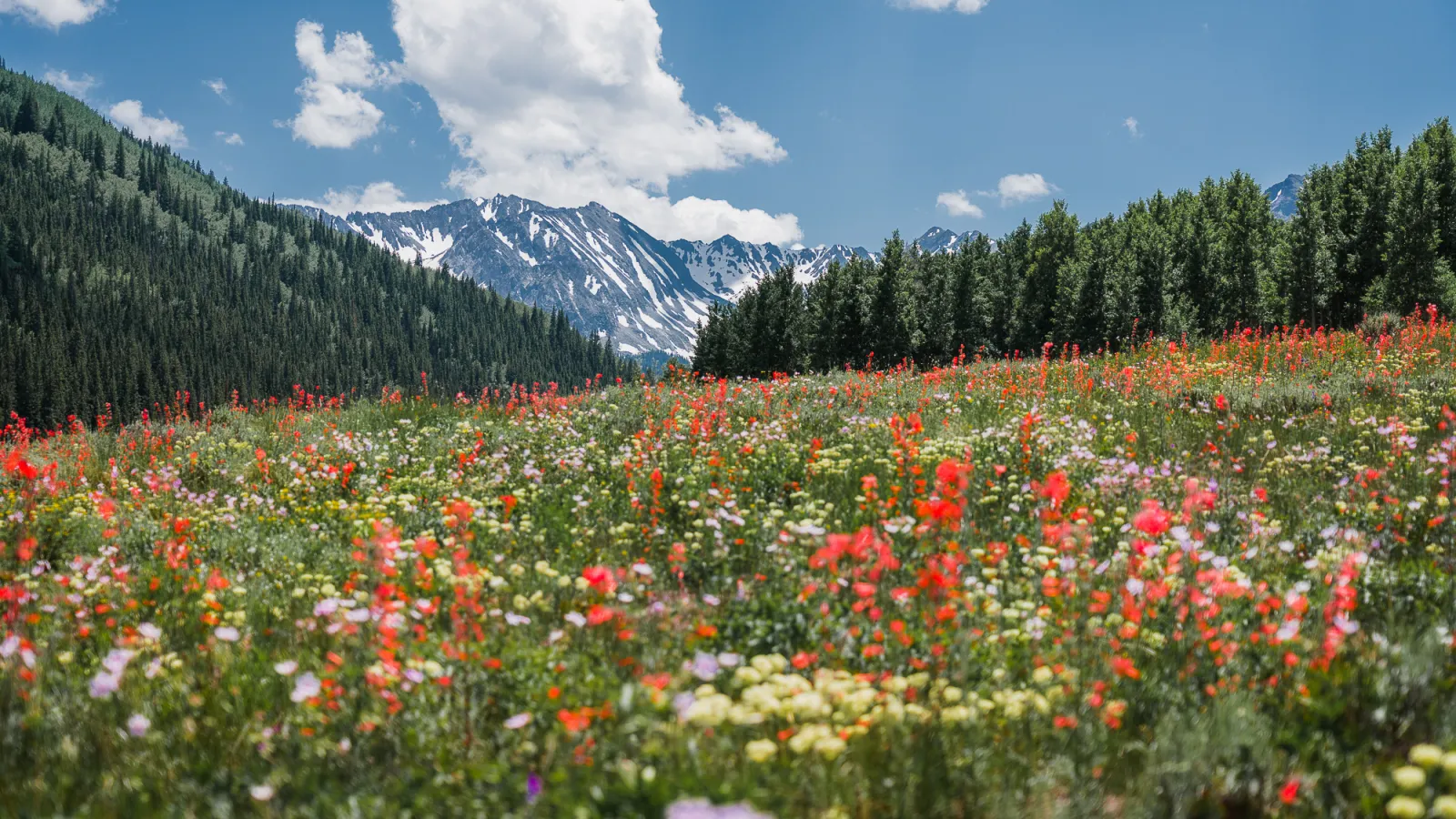 Summer in Aspen, Colorado