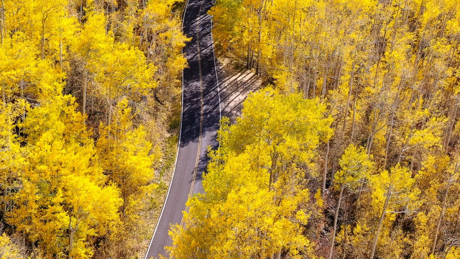 Fall in Aspen