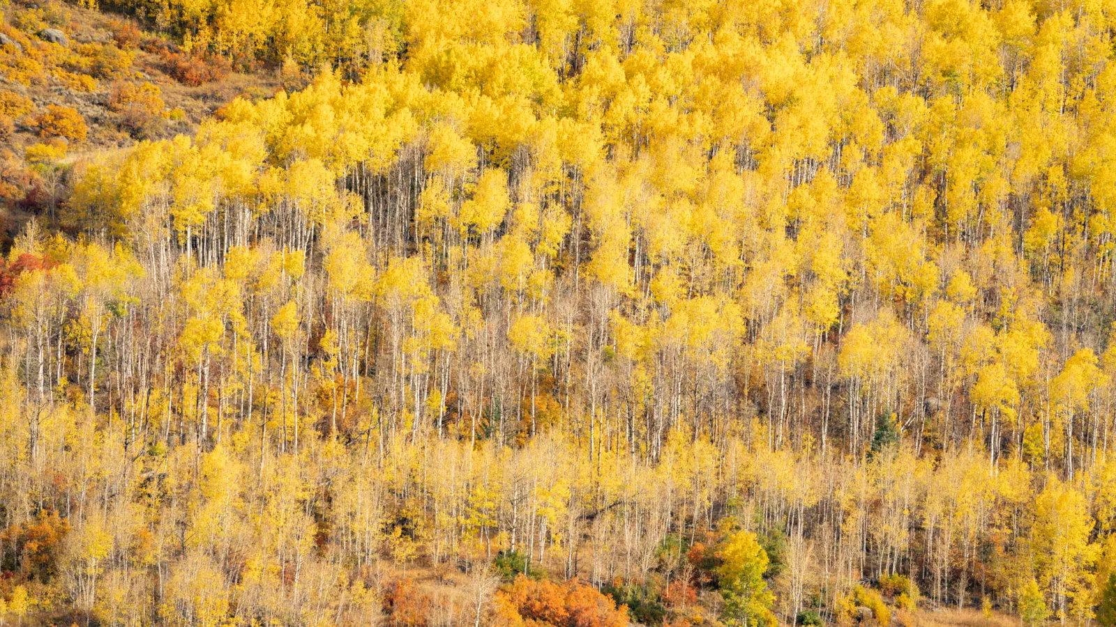 Fall in Aspen