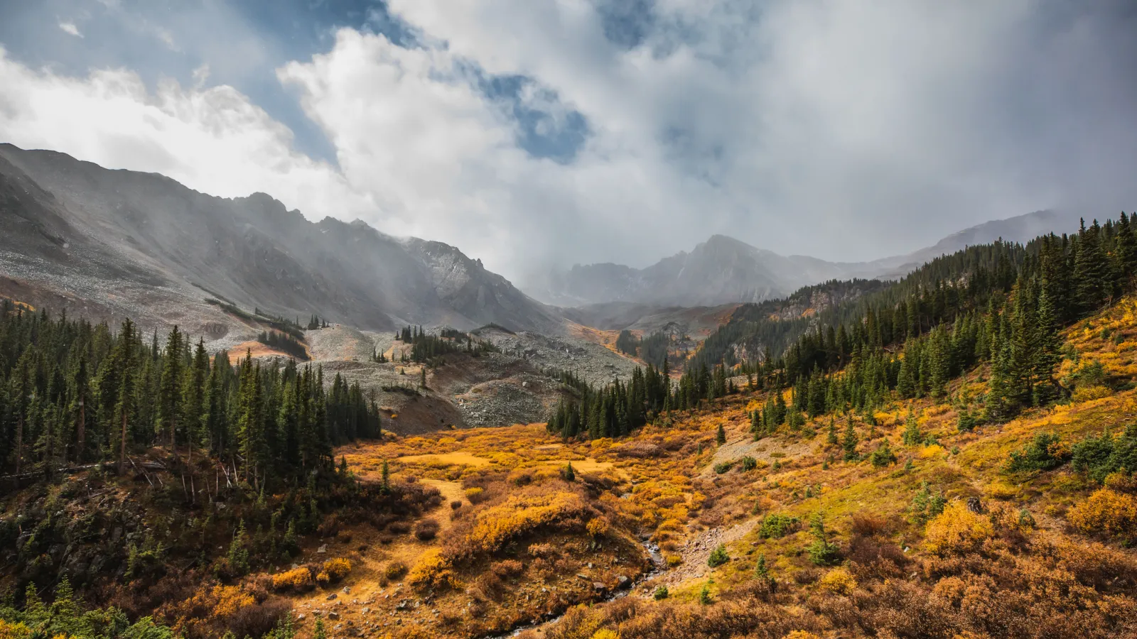 Fall Aspen