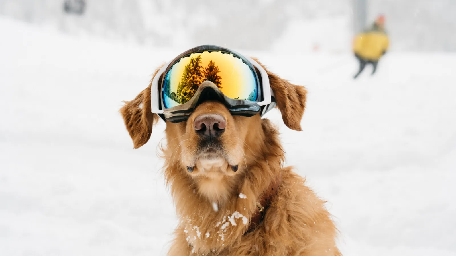 Dogs in Aspen