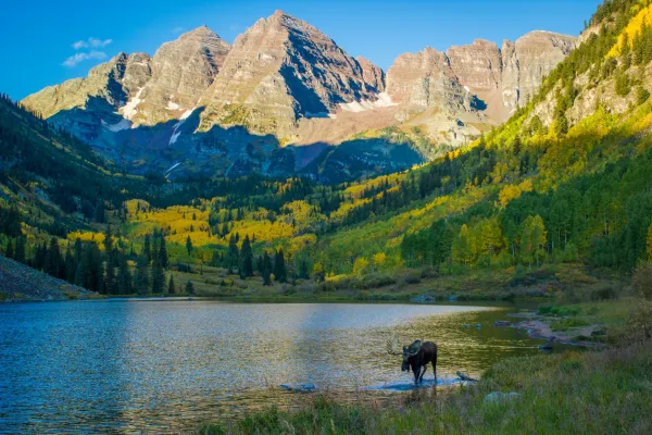 Maroon Bells Fall with Moose