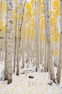 Tamara Susa Fall Aspen Trees