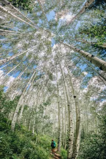 Tamara Susa Summer Aspen Trees