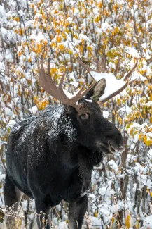 moose in the fall 