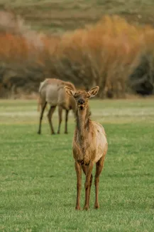 Wildlife in Aspen, Colorado