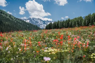 Summer in Aspen, Colorado