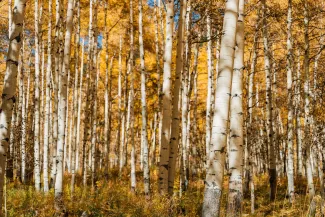 Fall Colors in Aspen, Colorado