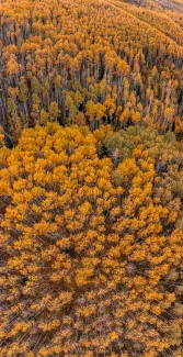 Fall in Aspen