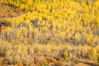 Fall in Aspen