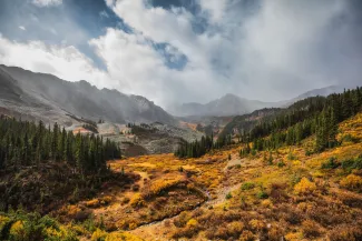 Fall Aspen