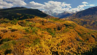 Fall in Aspen