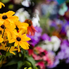 Spring Flowers