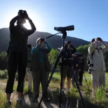 North Star Birding: Fall Birds