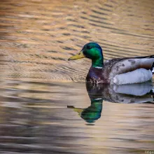 ACES birding event