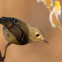 ACES birding event