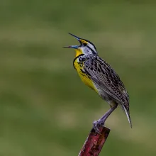 ACES birding event