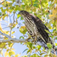 ACES birding event