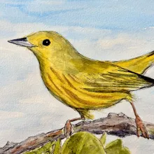 ACES birding event