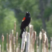ACES Aspen birding event