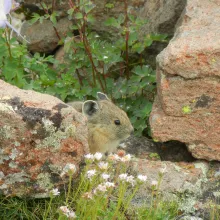 Independence Pass Foundation Event