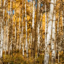 Aspen Autumn Hike