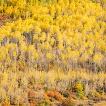 Fall in Aspen