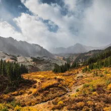 Fall Aspen