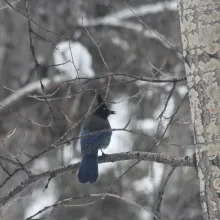 Mindful Birding at Rock Bottom Ranch