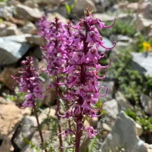 ACES Wild Perspectives | Edible and Medicinal Plants of the Roaring Fork Valley