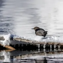 Winter Birding at Hallam Lake Aspen