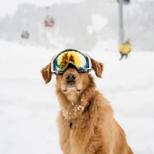 Dogs in Aspen