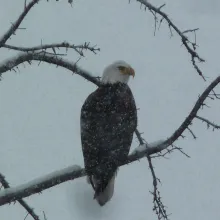 Annual Christmas Bird Count