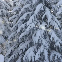 Sound Bath & Forest Bathing at Hallam Lake