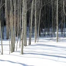 Sound Bath & Forest Bathing at Toklat