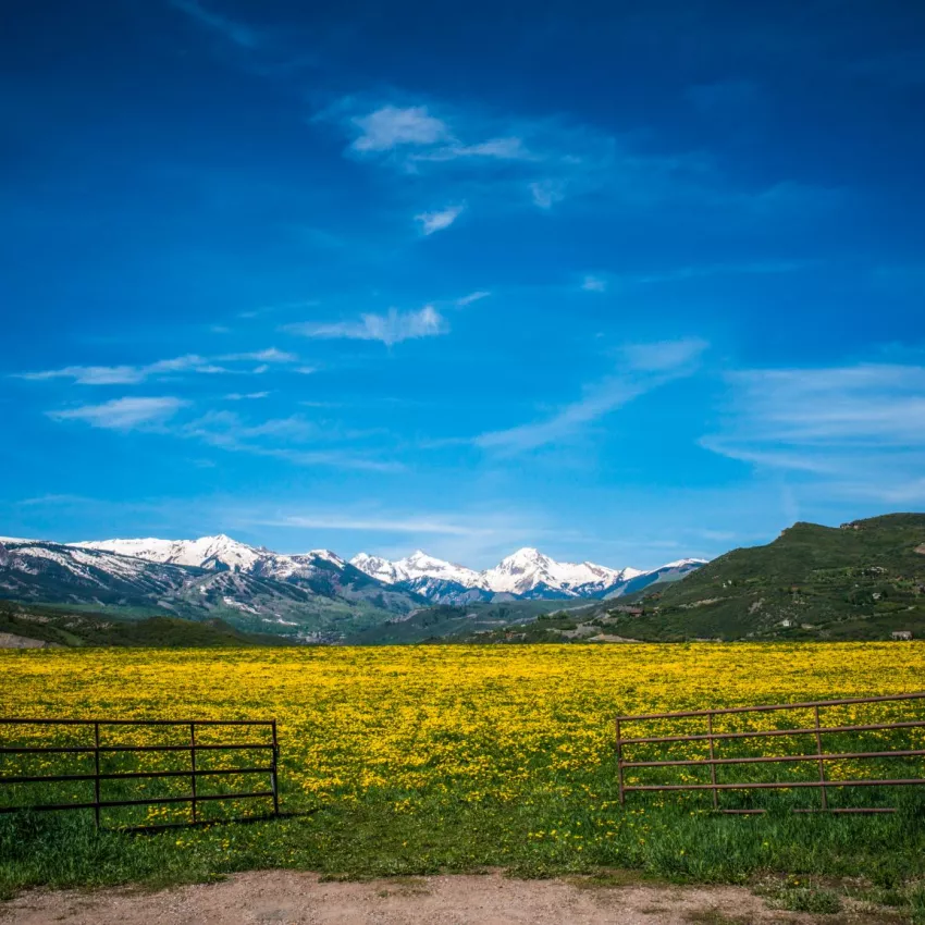 Spring field with snowy mountains