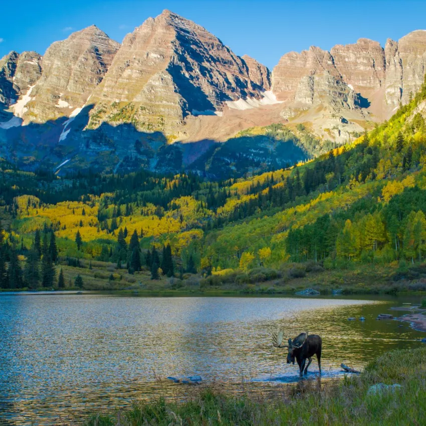 Moose at Maroon Bells Maroon Lake in Fall